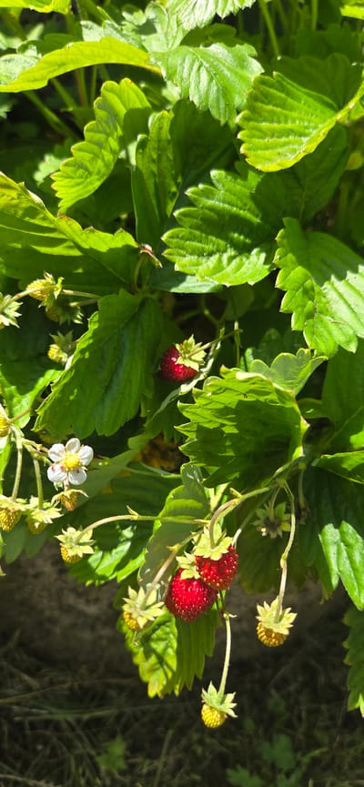 A top-down, close-up shot captures a patch of wild strawberry plants in Manderbach, Germany. The scene is filled with vibrant green, serrated leaves, some of which are illuminated by the bright sunlight, casting dappled shadows. Amongst the foliage, several small, ripe wild strawberries, a deep red in color, are visible, some clustered together, others singly. There are also unripe, greenish-yellow fruits and a single delicate white flower with a yellow center, indicating a stage of growth. The background is a blurred mix of more greenery and dark, earthy tones, suggesting the plants are growing outdoors in a garden or natural setting. The lighting suggests it is daytime, likely with clear skies, as indicated by the strong sunlight. No people, text, or specific events are depicted, only the natural beauty of the strawberry plants.