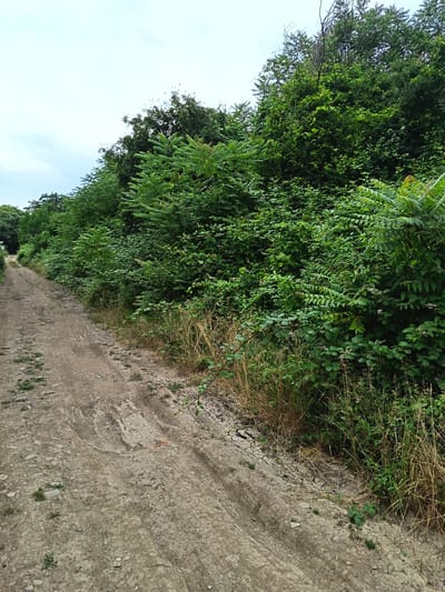 A dirt road curves to the left, bordered by dense green foliage. The road appears uneven, with visible tire tracks and scattered stones. The vegetation consists of various trees and shrubs, with dry grass growing along the edge of the road. The sky above is overcast. The scene is consistent with a rural or undeveloped area.
