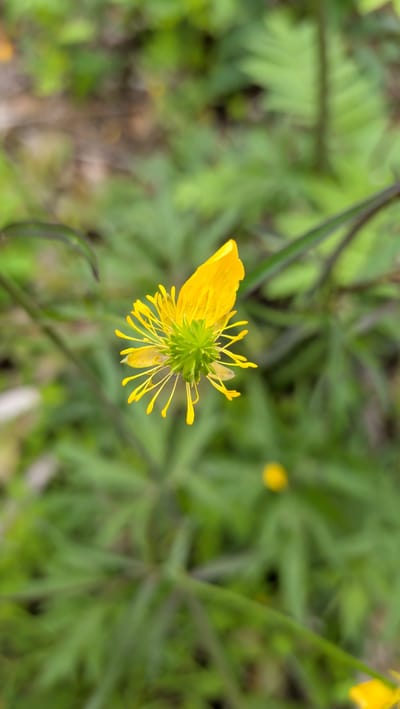 This is a close-up, vertically oriented photograph of a single, vibrant yellow flower with a green center. The flower has delicate, elongated petals radiating outwards from a star-shaped green receptacle. Some of the petals are curled or partially folded. Several thin, filament-like structures extend from the center, tipped with small yellow dots. The flower appears to be in the early stages of blooming or in a state of partial openness.

The background is a soft blur of green foliage and some muted brown earth tones, suggesting an outdoor setting in a natural environment. The depth of field is shallow, isolating the flower and drawing the viewer's attention to its intricate details. There is a hint of another, out-of-focus yellow flower in the lower right portion of the image, and the suggestion of more greenery and possibly fallen leaves or dirt in the upper left. The lighting appears to be natural, and the overall tone of the image is bright and fresh, possibly indicating daytime. There is no visible text, people, or specific activity taking place, other than the natural state of the flower. The setting is a natural, possibly wild, landscape.