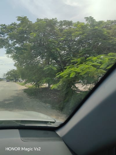 The image depicts a daytime scene in Festac Town, Nigeria, captured from the interior of a vehicle, looking forward through the windshield. The foreground shows the vehicle's gray dashboard and the right-side A-pillar. Text "HONOR Magic Vs2" is visible in the lower left. Directly outside the vehicle, on the left, is an unpaved road shoulder with sparse vegetation and bare earth, which transitions into a paved two-lane road receding into the distance. The right side of the road is bordered by a dense line of tall trees featuring vibrant green, compound leaves, suggesting a tropical or subtropical climate. The ground beneath the trees is unkempt, with some visible debris and loose soil. In the mid-distance on the paved road, several light-colored vehicles are discernible. The sky above is partially cloudy, with bright sunlight visible towards the upper right. No individuals are clearly visible, and no specific actions or interactions are occurring.