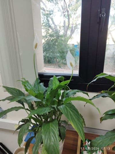 A still life photograph taken indoors, likely in a home or office environment in Paola, Malta, features a peace lily plant positioned near a window. The plant, with its glossy, dark green leaves and two white spathes, is the primary subject. The window, framed by a dark material, offers a view of trees and foliage outside. A white vertical structure, possibly a wall or part of a window frame, is visible to the left of the plant. A wooden surface is below the plant, and a date and time stamp "17/06/2026 07:13" is superimposed on the bottom right of the image.