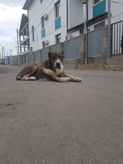 A large, brindle-colored dog with a white muzzle lies on an asphalt surface in front of a light-colored, multi-story building. The building has a corrugated metal exterior and several windows. A metal fence, constructed from corrugated metal panels and cinder blocks, runs along the front of the building. To the left of the building, construction scaffolding is visible, suggesting ongoing building work. The sky is overcast. The location is identified as Бұлақты, Kazakhstan.