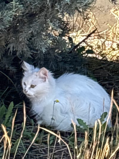 A fluffy white cat with golden eyes is sitting in a patch of grass and dry leaves, partially obscured by a large, dark green shrub. Sunlight filters through the branches of the shrub, creating bright highlights and shadows in the background. The cat is facing left, with one ear perked up. There are blades of tall, dry grass in the foreground. The scene appears to be outdoors, possibly in a garden or natural area, within the city of Kostievo, Bulgaria.