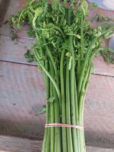 A bunch of fresh fern fiddleheads, bound by a pink rubber band, rests on a rustic wooden table. The fiddleheads, tightly curled and vibrant green, are the focal point of the image. The table's surface displays a distressed, reddish-brown wood grain, suggesting it is outdoors or in a rural setting. The image appears to be taken in Parit Baru, Indonesia, indicated by the presence of local produce. No people or actions are visible in the frame, emphasizing the natural presentation of the vegetables.