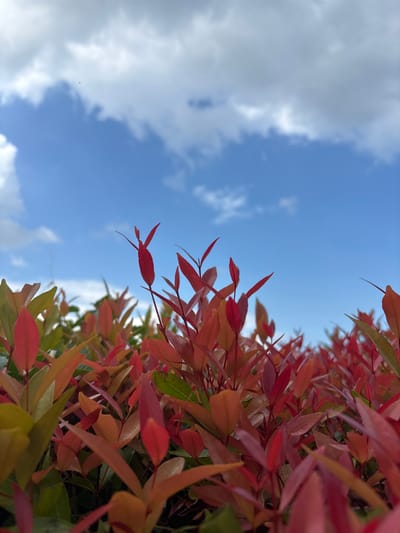 A ground-level shot oriented upward displays a vibrant red and green bush set against a backdrop of a partly cloudy sky. The bush is positioned to the right of the frame, with some leaves stretching towards the center. The sky, predominantly light blue, is adorned with scattered white clouds. The photo was taken outdoors. The location of the photo is Cemagi, Indonesia.