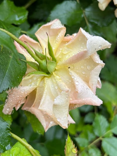 This close-up image features the underside of a single, delicate rose flower, likely located in Landau in der Pfalz, Germany. The petals are a soft pale yellow or cream, with subtle hints of light pink along their edges. The green sepals, visible at the base of the bloom, are detailed and slightly spiky. Abundant, glistening water droplets cover the petals, sepals, and surrounding green leaves, suggesting recent rain or morning dew. A tiny, dark insect is perched on one of the petals. The background consists of blurred green foliage, providing a natural and serene setting. The lighting indicates it is daytime. No text is visible in the image. The scene conveys a fresh and natural atmosphere.