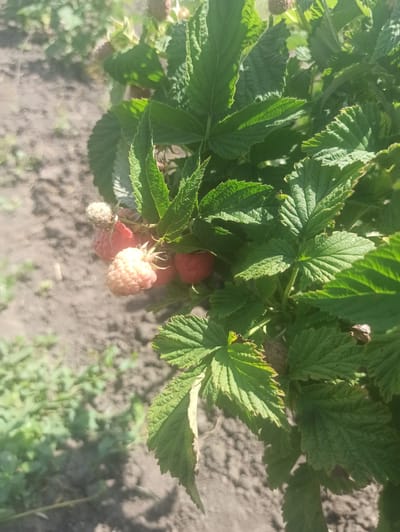A close-up, outdoor, eye-level shot captures a raspberry bush in a garden in Moldoveanca, Moldova. The focus is on several ripe raspberries, with one pale pink raspberry prominently displayed in the foreground, surrounded by other berries in various shades of red and a few still unripe green ones. The raspberries are nestled amongst lush green leaves, many of which are serrated and textured, with some showing signs of slight wilting or browning. The background consists of dry, brown soil interspersed with sparse green vegetation. The lighting suggests it is daytime, with sunlight casting shadows and highlighting the textures of the leaves and berries.