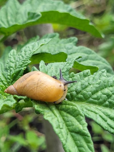 In Zolotonosha, Ukraine, a close-up, eye-level shot captures a small, tan-shelled snail on a vibrant green, textured leaf. The snail is positioned horizontally, with its head and tentacles extended to the right. The leaf exhibits a slightly fuzzy surface and distinct vein patterns, with a small notch taken out of its edge. The background is softly blurred, revealing more green foliage and suggesting an outdoor, natural setting.