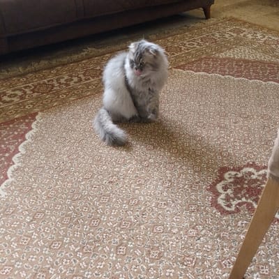 This image depicts an indoor domestic setting in Baghdad, Iraq. The primary subject is a long-haired cat, likely a Persian or a similar breed, characterized by its dense, light grey and white fur and bushy tail. The cat is seated upright on a patterned area rug, positioned slightly left of the frame's center. Its head is turned towards the right, and its small pink tongue is partially extended from its mouth, suggesting an ongoing or recently completed grooming action.
The floor is covered by a large area rug featuring a main field of repetitive small floral or geometric patterns in shades of beige, light brown, off-white, and light grey. A distinct border, with a scalloped edge and a more elaborate curvilinear design incorporating dark red/burgundy and cream colors, is visible along the left side of the rug. In the upper left background, the lower portion of a dark brown upholstered furniture piece, possibly a sofa or armchair, with decorative legs, is partially visible. The lower right foreground shows the single wooden leg of another piece of furniture, likely a table or chair. The overall lighting is soft and ambient, indicative of an interior space. No other people or animate subjects are visible, and no direct interactions are depicted beyond the cat's apparent self-grooming.