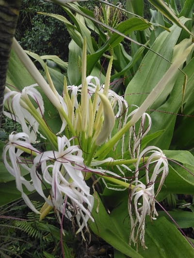 A vertical, daylight close-up image captures a cluster of white Hymenocallis flowers and developing buds within a lush green botanical environment in Cijedil, Indonesia. The central bloom features numerous pale green, elongated floral structures, indicative of developing buds. Surrounding these, multiple fully-opened white flowers display long, narrow, recurved petals and dark reddish-purple stamen filaments. Several flowers at the cluster's periphery exhibit signs of senescence, characterized by browning and wilting petals. The immediate background consists of large, verdant leaves belonging to the same plant, with denser, darker green foliage discernible beyond. No human subjects or discernible actions are present.