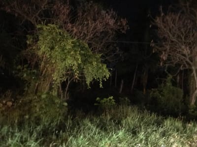 The image captures a nocturnal outdoor scene dominated by dense vegetation. The foreground is filled with tall, light-green grass, illuminated dimly. Behind the grass, a mix of trees and bushes creates a dark and layered landscape. Some trees display lush green leaves, particularly on the left side, while others, notably in the upper and right portions of the image, feature bare, dark branches or sparse, reddish-brown foliage. The overall lighting is low, indicating it is nighttime, with an unseen light source highlighting the vegetation in the foreground and parts of the trees. The background recedes into deep shadow, obscuring any distant details. No people, animals, or man-made objects are distinctly visible, and there is no discernible activity or event taking place. The scene conveys a sense of wild, untamed nature, consistent with a rural or forested area. No text is visible in the image.