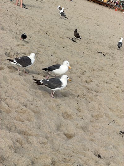 This is an aerial, wide-angle shot of a sandy beach in Laguna Beach, California, USA. The foreground is dominated by textured sand dunes. Several seagulls are scattered across the beach, some are walking, and one is in mid-stride. In the background, a few people are visible, their legs and feet appearing on the upper left. A wooden boardwalk or pier is visible in the upper right portion of the image with more people gathered there. An orange traffic cone is present near the boardwalk. The overall lighting suggests it's daytime.