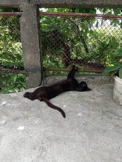 A black cat is lying on its back on a concrete surface. The cat's legs are splayed out, with one paw raised in the air. The cat's head is resting on the ground, with its eyes closed. The cat is in a relaxed and comfortable position, and appears to be sleeping. The background of the image consists of a chain-link fence, a concrete pillar, and lush green foliage. The overall setting appears to be an outdoor area in a residential or urban environment.