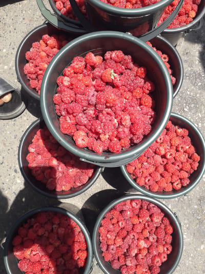 An overhead shot captures numerous dark-colored buckets overflowing with freshly picked red raspberries. The buckets are arranged on a light-colored, textured ground, which appears to be concrete or gravel. There are at least eight buckets visible, with some partially cropped at the edges of the frame. The raspberries exhibit varying shades of red, with some appearing bright and vibrant, while others have a slightly duller or frosted appearance, possibly due to direct sunlight or an early morning harvest.

Strong, distinct shadows are cast by the buckets and their contents onto the ground, indicating bright sunshine and suggesting the time of day is likely midday or early afternoon. A person's foot, partially visible at the bottom of the frame, is wearing a black, open-toed sandal, implying human presence and interaction with the harvested berries.

The scene depicts the result of a significant raspberry harvest or collection, possibly for sale or consumption. The setting is outdoors, under clear weather conditions. Given the provided context, the image is situated in Ghafurov, Tajikistan, showcasing a bountiful yield of raspberries. No visible text is present in the image.
