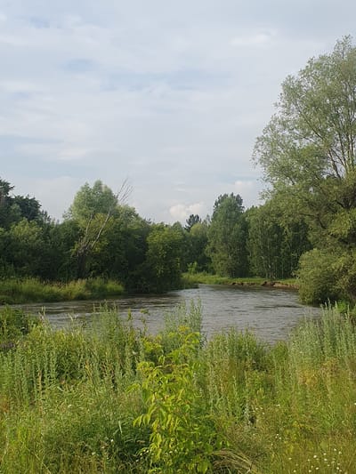 The image depicts a wide river flowing through a lush, green landscape under a cloudy sky. The foreground is dominated by tall grasses and various green plants, some with small white flowers. The river's surface shows ripples and reflections, indicating a gentle current. The riverbanks are lined with dense trees, forming a verdant wall. On the right side of the image, a large tree with a thick trunk and branches extends towards the sky. In the distance, more trees, including some with slender white trunks, are visible, suggesting a mixed forest. The overall scene is one of natural serenity, characteristic of a rural or wilderness area. This scene is located in the city of Mukhametovo, Russia.