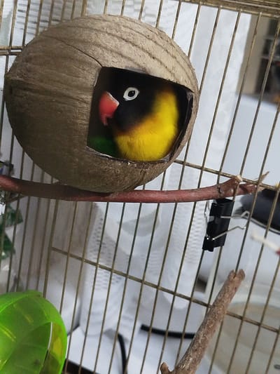 The image shows a lovebird with yellow plumage on its chest and black on its head and back, peeking out of a hollowed-out coconut shell that is secured inside a birdcage. The bird's beak is pink, and it has a white ring around its eye. The cage bars are visible, and a thin reddish branch is attached horizontally across the cage, with a black binder clip attached to it. A green plastic object, possibly a toy, is partially visible in the lower left corner. The background consists of vertical white striped fabric. The scene is indoors, suggesting an aviary or pet owner's home, and does not provide any specific details to locate it in Krupyetski sel'ski Savet, Belarus.