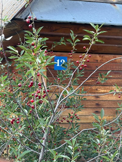 A close-up, eye-level shot captures a cherry tree laden with ripe, red cherries in front of a weathered wooden building. The building's exterior is constructed of horizontal wooden planks, and a section of its corrugated metal roof is visible at the top. A blue square sign with the white numeral "12" is affixed to the wooden wall. The cherry tree's branches, some bare and some covered with green leaves, are densely packed with bright red cherries. The image is well-lit, suggesting it was taken during daylight hours. The overall impression is one of a rustic, perhaps rural, setting, with a focus on the abundance of fruit against the backdrop of the simple structure. The location of Anos, Russia, is not visually discernible from the image itself.