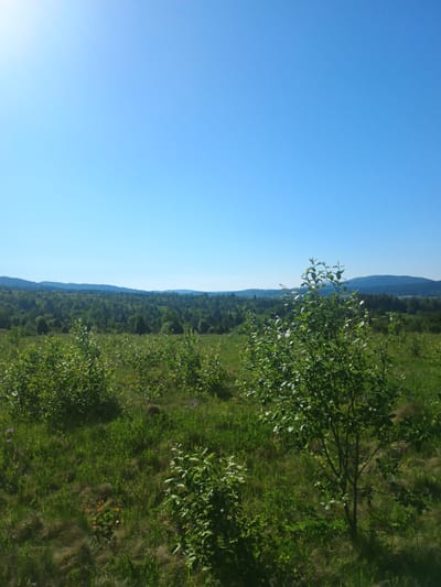 The image depicts a rural landscape under a clear blue sky, likely in Verkhnia Yablunka, Ukraine. The foreground features a grassy field with scattered shrubs and young trees, some with vibrant green foliage. In the mid-ground, a dense forest stretches across rolling hills, with a mix of deciduous and coniferous trees. The background reveals a hazy expanse of hills fading into the distance, suggesting a broad, natural environment. There are no people, animals, or man-made structures immediately visible, emphasizing the natural setting. The overall impression is one of a serene, undeveloped landscape bathed in sunlight.