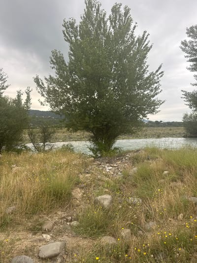 In Aragvispiri, Georgia, a wide, shallow river with light turquoise water flows horizontally across the midground of the image. The riverbanks are lined with a mixture of dry, golden grass, green grass, and scattered grey rocks. A tall, leafy green tree dominates the center of the frame, its trunk partially obscured by the grass and rocks at the river's edge. The foreground consists of a densely packed area of tall, dry grass interspersed with small yellow wildflowers and larger grey rocks. In the background, a treeline of green foliage stretches across the landscape, with a faint indication of houses and rolling hills under a cloudy, grey sky.