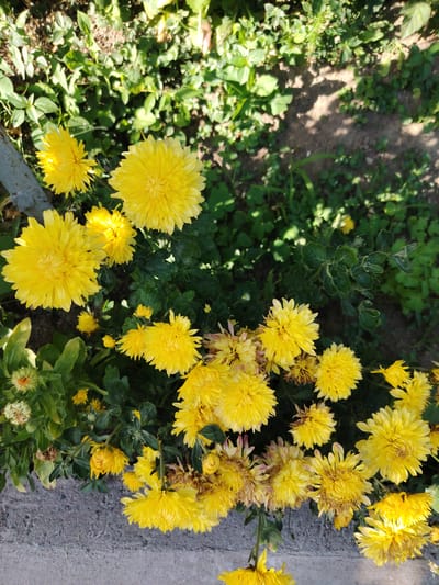 The image shows a close-up of a cluster of bright yellow chrysanthemums blooming outdoors. The flowers are in various stages of bloom, with some fully open and others still in bud. They are densely packed together, creating a vibrant display of color against a backdrop of green foliage and dappled sunlight. The ground in the foreground appears to be a rough concrete surface, suggesting an urban or garden setting. The overall impression is one of natural beauty and abundance. The location is identified as Tavaksay, Uzbekistan. There are no people or animals visible in the image.