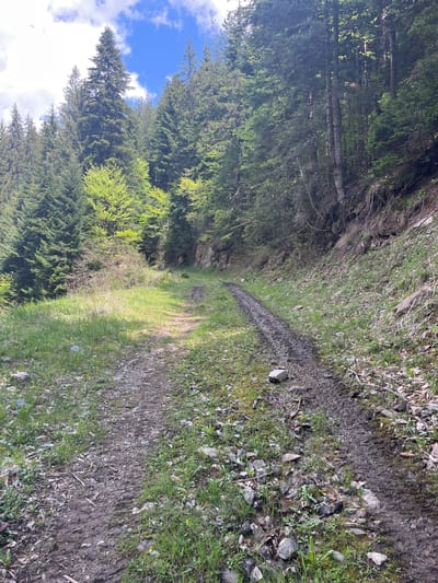 The image depicts a dirt path winding through a forest in Drianovo, Bulgaria. The path, likely a forest road or hiking trail, is characterized by a narrow track with visible tire or foot impressions. The path surface consists of dirt, gravel, and interspersed patches of grass. Flanking the path on both sides are dense stands of coniferous trees, their canopies creating a partially shaded environment. Patches of bright green grass and vegetation are visible along the edges of the path, contrasting with the darker soil. In the distance, the path appears to narrow and curve further into the woods. Portions of blue sky and clouds can be seen through the tree canopy. There are no people or animals visible in the image.