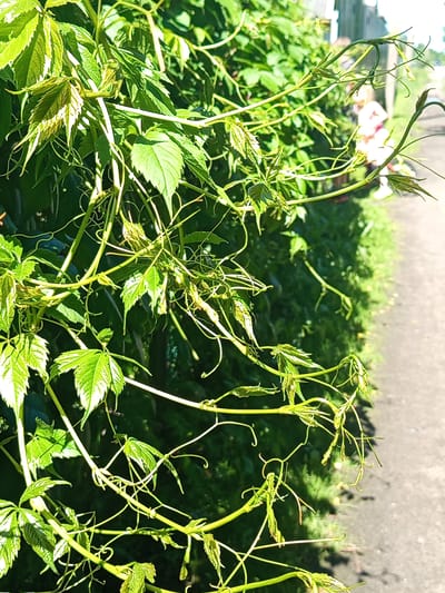 The image shows a close-up view of a green vine with leaves and tendrils in the foreground. In the background, a paved pathway runs alongside a grassy area and a wooden fence. The scene appears to be outdoors on a sunny day. There is a blurred figure of a person wearing pink in the background, partially obscured by the foliage, walking on the pathway. The overall impression is of a natural setting within a residential area. The location is identified as Gdov, Russia, suggesting an outdoor, possibly domestic, environment.