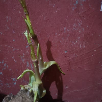 In Ribina East, Nigeria, a close-up shot captures the emerging sprouts of a plant from a bulbous root. The plant's stems, a vibrant green, exhibit a smooth texture and a few subtle nodes. Delicate, pale green leaves unfurl at the tips, hinting at future growth. The root itself appears rough and brown, contrasting with the soft hues of the sprouts. Behind the plant, a textured, deep red wall serves as the backdrop. The lighting casts a distinct shadow of the plant onto the wall, adding depth and dimension to the scene. The surface of the wall is uneven, with visible imperfections and a few lighter-colored specks scattered across its expanse.