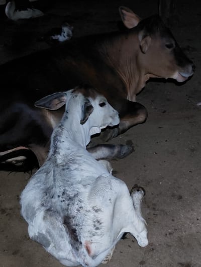 A brown cow lies next to its newborn calf, which is mostly white with dark spots. The calf appears to be lying on its side, head facing upward. The cow looks tired. They are on a concrete floor. The lighting is dim, casting shadows on both animals.