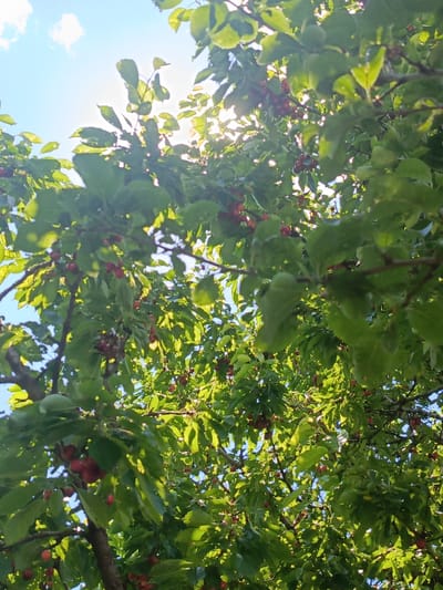 A low-angle shot captures a cherry tree against a bright blue sky, with sunlight filtering through its green leaves. The tree is laden with small, ripe red cherries. The image is taken in the city of Ust-Dzheguta, Russia. The scene is natural and tranquil.