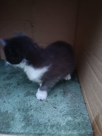 A black and white kitten is standing inside a cardboard box. The kitten has black fur on its head and back, and white fur on its chest and paws. The kitten is standing on a blue-green carpet-like surface. The cardboard box has a tan color. The environment appears to be indoors. The specific location within Gulrypsh, Abkhazia is not discernible from the image.