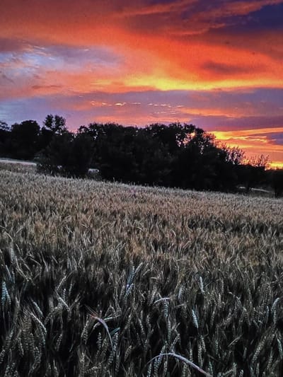 A rural scene unfolds under a vibrant sunset, featuring a field of ripe wheat in the foreground. The wheat stalks, a mixture of golden and brownish hues, dominate the lower portion of the image, stretching towards a distant treeline. Behind the wheat field, a dense, dark forest forms a stark contrast against the fiery sky. The sky itself is a dramatic canvas of color, with intense oranges and reds blending into softer purples and blues, indicative of a sunset or sunrise. Wispy clouds are scattered across the sky, catching the light and adding texture to the celestial display. The image appears to be a photograph, capturing the natural beauty of the landscape. There are no visible people, animals, or man-made structures apart from what may be a very small white object barely visible in the distant treeline. The location is identified as being in the city of Dubno, Ukraine.