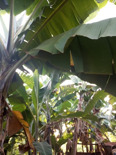 This image presents a close-up, upward-looking view into a dense grove of banana plants, likely in Mururi, Kenya. The scene is dominated by the large, vibrant green leaves of the banana trees, which form a thick canopy. Some leaves appear fresh and robust, displaying clear veins, while others exhibit signs of aging with yellowing and browning sections, particularly towards their edges and lower down.

Bright, natural sunlight filters intensely through the gaps in the foliage, creating luminous highlights on the leaves and indicating a sunny daytime setting. The light suggests either a morning or late afternoon, as the sun's rays penetrate the dense overhead growth. The visible stems and trunks of the banana plants rise vertically, supporting the expansive leaves. There are also dried, brown leaf remnants and fibrous material visible among the plants, contributing to the natural, somewhat wild appearance of the grove.

No people, animals, or specific activities are depicted in the image; the focus is solely on the natural vegetation. The overall impression is one of lush, tropical growth under bright, clear weather conditions. There is no visible text in the media file.