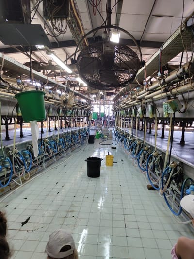 The image depicts the interior of a dairy farm's milking parlor. The scene is characterized by rows of milking equipment, including vacuum pumps, tubes, and clusters, mounted on stainless steel rails. The floor is tiled and appears wet and somewhat dirty, indicating recent activity or cleaning. Several buckets, one black and one yellow, are placed on the floor. A large industrial fan is suspended from the ceiling, likely for ventilation. In the foreground, the backs of two individuals wearing baseball caps are visible, suggesting they are observing or participating in the milking process. The overall environment appears functional and operational, typical of an agricultural setting. The location is specified as being in the city of Yoav Regional Council, Israel.