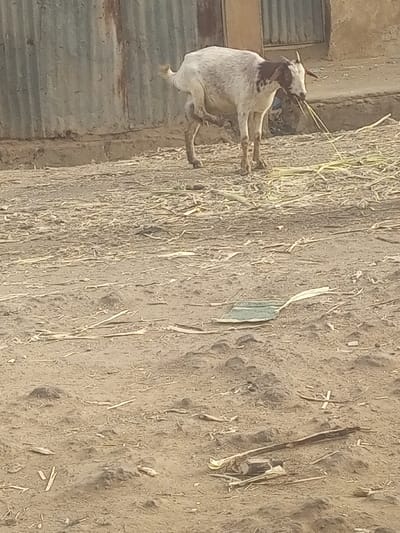 The image displays a white and brown patched goat standing on dry, dusty ground in Yammata, Nigeria. The goat, which appears to be a female with visible udders and small horns, is actively eating, holding strands of green plant material in its mouth. One of its hind legs is slightly lifted.
The setting is an unpaved area, possibly a yard or street, with a building in the background featuring corrugated metal siding on the left and a rough, possibly mud or concrete, wall with a partial opening on the right. The ground is covered with sparse, dry straw or plant debris, indicative of an arid environment. Under bright daylight, the scene is illuminated, and the ground shows signs of being well-trodden.
A notable detail in the mid-ground is a discarded light green disposable face mask lying on the dusty surface. Several other small pieces of wood and debris are scattered across the foreground. No people are visible, and there is no discernible text within the image. The overall impression is a common scene of livestock foraging in a dry, rural or semi-urban landscape.
