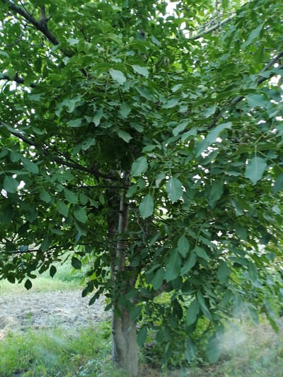 The image depicts a tree with lush green foliage. The tree's trunk is rough and appears to be of medium thickness. The leaves are broad and ovate, with a slightly serrated edge. The sunlight filters through the leaves, creating a dappled effect. In the background, there is a field with dry grass and some greenery, suggesting an outdoor, possibly rural or park-like setting. The overall impression is of a vibrant and healthy tree in a natural environment. The image does not contain any information that would allow for a precise determination of its location within the city of Juma, Uzbekistan.