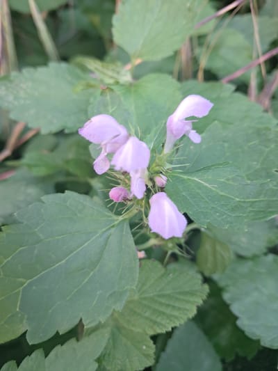 The image is a close-up, outdoor photograph of a plant with small, pale purple, hooded flowers and green leaves. The flowers are clustered together, and some appear to have tiny black insects on or near them. The leaves are broad and serrated, with prominent veins. The background consists of more foliage and some thin, dark stems, suggesting a natural setting. The image appears to be taken in Khadyzhensk, Russia, based on the provided information. No people are visible. The scene is static and focused on the botanical details of the plant.