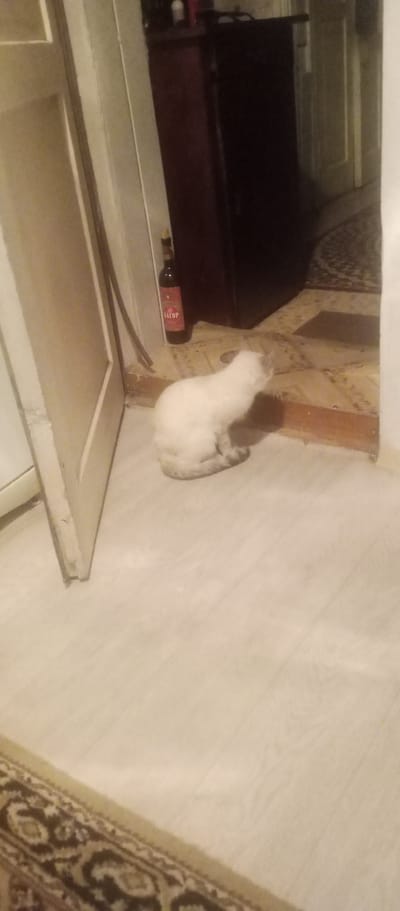 In an indoor setting, a white cat with grey markings is sitting on the floor, facing away from the camera and towards a dark wooden cabinet. Next to the cat and the cabinet is a red bottle with a label that appears to read "КАГОР". The floor is covered with light-colored laminate flooring and a patterned rug is partially visible in the foreground. The scene appears to be a domestic interior, possibly in a hallway or living area. The background is dark and out of focus, with glimpses of what might be doorways and furniture.