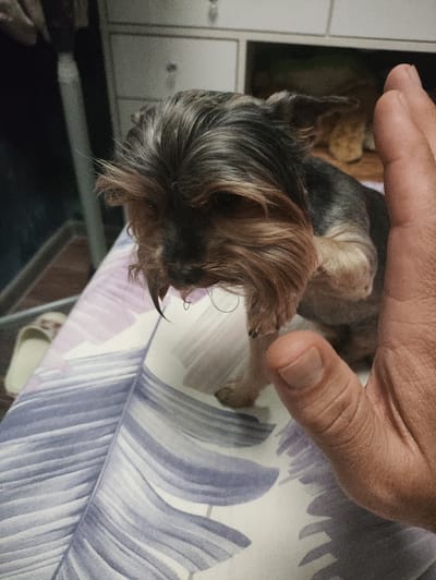 In a domestic setting, a Yorkshire Terrier dog with dark gray and tan fur is seated on a surface covered with a patterned fabric. The dog's head is turned downwards, and a droplet of liquid hangs from its snout. In the foreground, a human hand is visible, positioned to the right of the dog, with the fingers slightly curled. The background is blurred, showing what appears to be furniture with drawers and shelves. The overall lighting is dim, suggesting an indoor environment, possibly in the city of Массандровский поселковый совет, Ukraine.