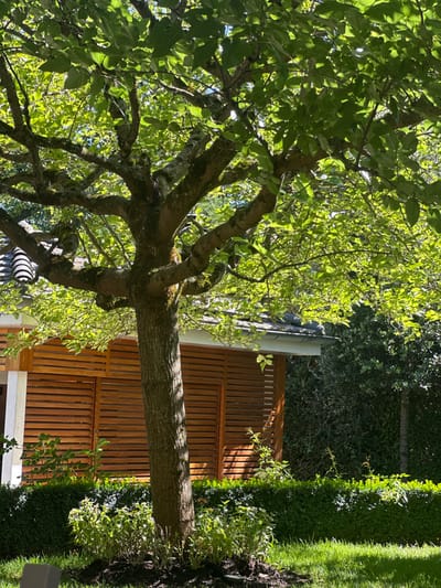 A forensic scene description of an outdoor garden in Vandœuvres, Switzerland, on a sunlit day. The central subject is a mature tree with a robust, textured trunk and a dense canopy of bright green leaves, through which sunlight filters. Behind the tree, to the left, is a single-story building featuring horizontal wooden louvered walls, a dark tiled roof, and white fascia. An outdoor wall-mounted light fixture, ribbed and dark-capped, is affixed to the building's left wall. The midground features a well-maintained, dense green hedge, separating a mulched garden bed with small green plants around the tree's base from a vibrant green lawn in the foreground. Additional dense green foliage is visible in the background to the right. No individuals, explicit actions, or interactions are present.