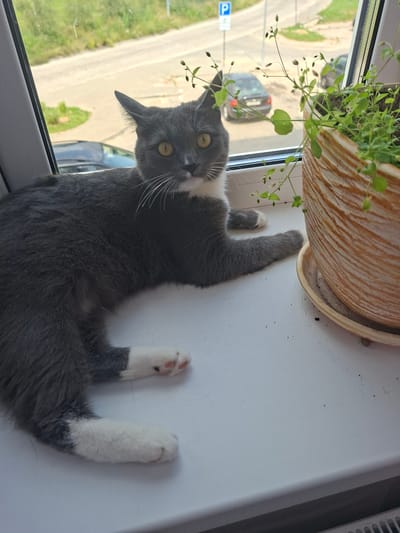 This is a portrait-oriented image of a gray and white cat lying on a windowsill, with a potted plant above it. The cat is predominantly gray with white accents on its chest, paws, and muzzle. It has bright yellow eyes and is looking directly at the camera with a curious or surprised expression. The cat's body is stretched out, with its front paws extended and its back legs tucked or bent.
The setting appears to be indoors, near a window. Outside the window, a street or road is visible, with a few cars parked or driving. Green foliage and possibly a sidewalk are also discernible. A blue and white sign, possibly a traffic or informational sign, is visible on the left side of the image through the window.
The potted plant above the cat is green and leafy, with small white flowers or buds. The pot itself is textured and appears to be made of a ceramic or terracotta-like material. The windowsill is a flat, white surface.
The lighting suggests it is daytime, possibly late morning or afternoon, with natural light coming from the window. The weather appears to be clear or partly cloudy, as indicated by the brightness outside. The overall mood of the image is casual and domestic, focusing on the interaction between the pet and its environment. The image is rotated 90 degrees clockwise. No visible text is present other than the blue and white sign outside.