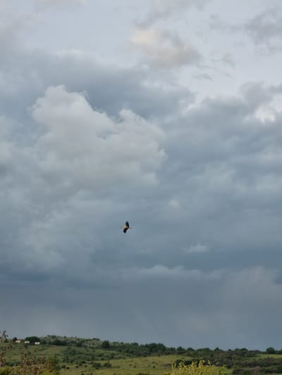 A view of the sky above Aldomirovtsi, Bulgaria, with a bird in flight. The sky is filled with gray clouds. On the right edge of the image is a strip of green vegetation with scattered shrubs.