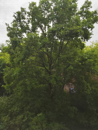 This media file depicts a large, mature oak tree dominating the frame, its dense green foliage filling the majority of the image. The tree is in full leaf, suggesting a summer or late spring setting. The background is obscured by the tree's branches and leaves, but glimpses of other trees with lighter green foliage can be seen on the left and right edges. Through a gap in the leaves of the main oak, a building with a reddish-brown roof is partially visible, along with a small section of a paved area and what appears to be a white vehicle. The sky is overcast, with a pale, diffused light that suggests a cloudy day. The overall impression is one of lush, natural growth in a suburban or semi-rural setting. There are no people or explicit activities visible. The image appears to have been taken from an elevated perspective, looking down and into the tree canopy. The location context of Syasstroy, Russia, places this scene within a northern climate, consistent with the appearance of deciduous trees in full summer foliage.