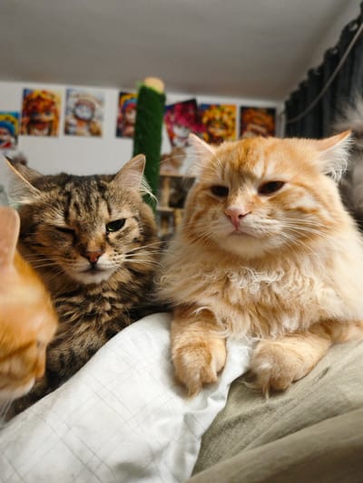 Two cats are shown, one on the left with brown and black tabby markings and one on the right with orange fur. The tabby cat is winking. They are positioned in front of a wall adorned with several colorful prints. A green object, possibly a scratching post, is visible behind the cats. The cats are resting on a surface covered with a white, checkered cloth and a beige fabric. The image appears to be taken indoors, possibly in a residential setting. The specific location in Morąg, Poland, cannot be determined from the visual information provided.