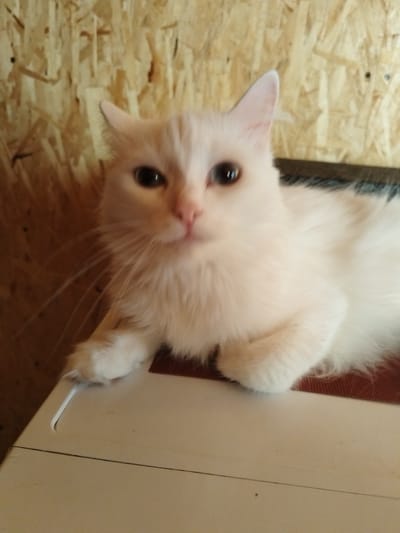 A light-colored, fluffy cat is the subject of this medium shot, captured indoors against a backdrop of light-brown wood paneling. The cat, with its large, dark eyes and pink nose, is positioned on a surface that appears to be the top of a white appliance. Its gaze is directed towards the viewer, giving a sense of engagement. The cat's fur is soft and voluminous, particularly around its face and chest. Its front paws are resting on the white surface, with one paw extending slightly forward. The background wood paneling shows a textured pattern with visible grain and some small dark specks. The lighting suggests an indoor setting, possibly during daylight hours, with no strong shadows indicating a specific time of day. The overall mood is calm and domestic. There is no visible text in the image.
