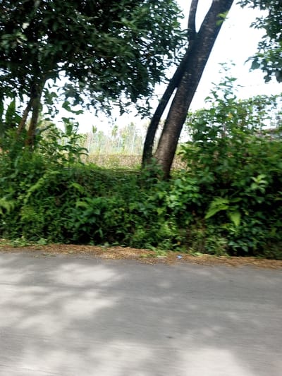 This image captures a roadside scene in Namthoung, Laos. The foreground consists of an asphalt road, exhibiting areas of sunlight and shadow consistent with dappled light from overhead foliage. Along the road's edge, a narrow accumulation of light brown organic debris, possibly dried leaves or twigs, is visible. A small, indistinct blue object rests on this debris at the approximate mid-right of the frame. Directly behind the road's edge, a dense, verdant wall of various green vegetation, including numerous ferns and broad-leafed plants, extends horizontally across the midground. Two substantial, dark-barked tree trunks emerge from this dense vegetation on the right side, leaning slightly and ascending out of the frame. Additional tree foliage is visible in the upper left and upper right corners. In the background, beyond the immediate vegetation, an elevated area features sparser green plant life and a segment of a light-colored wall, all set against a bright, possibly overcast, sky. No individuals or specific human activities are depicted within the scene.