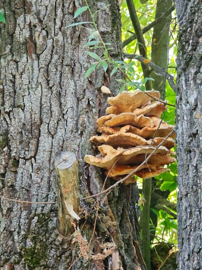 A close-up, eye-level shot captures a cluster of shelf fungi, likely *Bondarzewia berkeleyi*, growing on the side of a large, rough-barked tree. The fungi are stacked, fan-shaped, and ochre-colored with lighter, wavy edges, appearing to be in good health. The tree trunk, with its deep furrows and patches of moss, dominates the left side of the frame. To the right, another tree trunk is partially visible, and beyond that, out-of-focus green foliage suggests a natural environment. A small, cut branch protrudes from the main tree trunk below the fungi. The lighting indicates an outdoor setting, likely during daylight. The overall scene is static and natural, devoid of human presence. The location is identified as the city of Ковригино, Russia, within a wooded area.