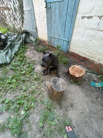 A dark-colored dog with its tongue hanging out is sitting on the ground next to a wooden door with blue paint. The dog is facing to the right. In front of the dog are two wooden stumps. The ground is dirt with some scattered green plants. Behind the dog is a green tarp. To the left of the dog, there is a wall with a camouflage net. To the right of the dog is a section of brick wall. The scene appears to be outdoors in a somewhat unkempt yard.