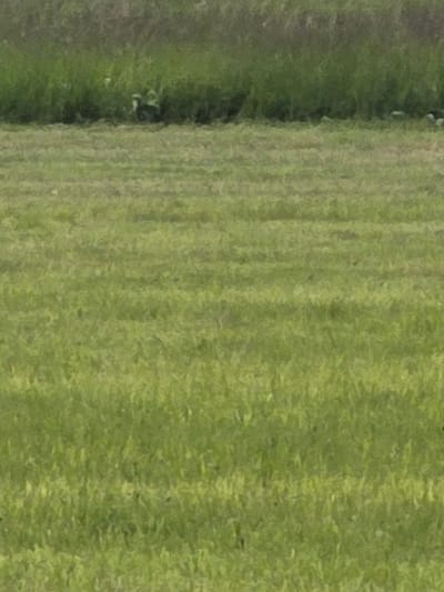 The image depicts a mown grass field in Obergünzburg, Germany. The field is mostly flat and appears to have been recently cut, with visible striations in the grass indicating the direction of the mower. In the background, there is a line of darker green vegetation, likely bushes or a hedge, with some lighter patches that might be flowers or small plants. The overall impression is of an open, rural or park-like setting.