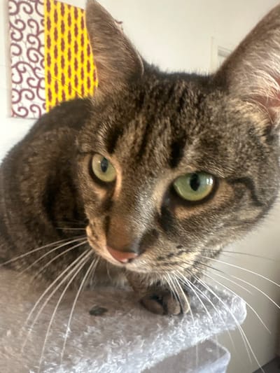A close-up, slightly tilted, eye-level shot features a brown tabby cat with green eyes. The cat is looking at the camera with a curious expression. Its pink nose and white whiskers are clearly visible. In the background, there is a textured gray surface and a yellow and burgundy patterned object. The location in the city of Châtenay-Malabry, France is unknown.