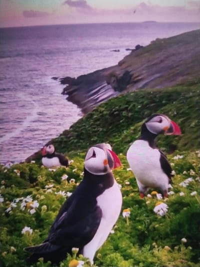 The image depicts a scenic coastal landscape with three puffins. Two puffins are in the foreground, and one is further back on a grassy slope dotted with small white flowers. The sea is visible in the background, with a rocky coastline to the right. The lighting suggests it may be dawn or dusk, with a soft, diffused light and a purple hue to the sky and water. The puffins are characterized by their black and white plumage and distinctive colorful beaks. The environment appears natural and wild, with no man-made structures or urban elements visible. The image does not contain any information that would place it in Ötegen batyr, Kazakhstan.